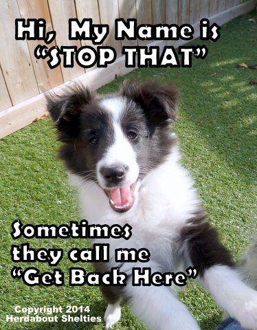 The K9 to 5 Program